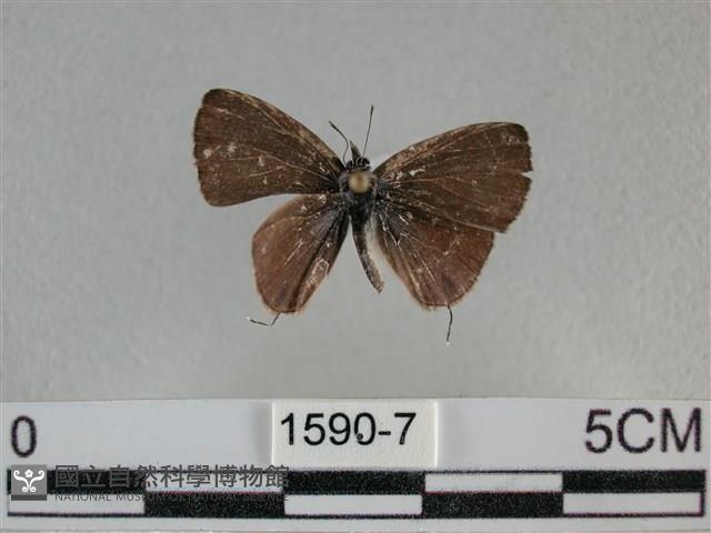 波灰蝶藏品圖，第1張