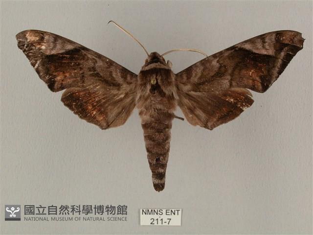 全緣缺角天蛾藏品圖，第1張