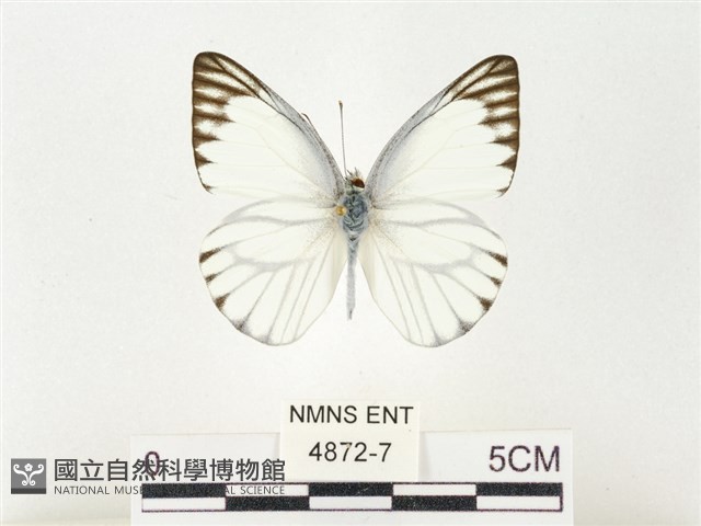 鑲邊尖粉蝶藏品圖，第1張
