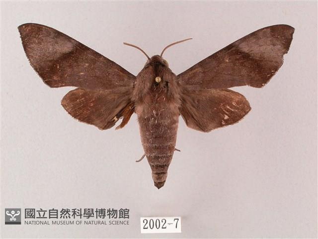 臺灣缺角天蛾藏品圖，第1張