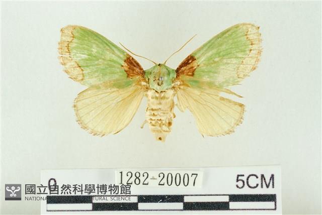 基褐綠刺蛾藏品圖，第1張
