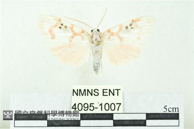 臺雪苔蛾藏品圖，第1張