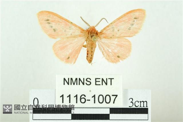 三條橙燈蛾藏品圖，第1張