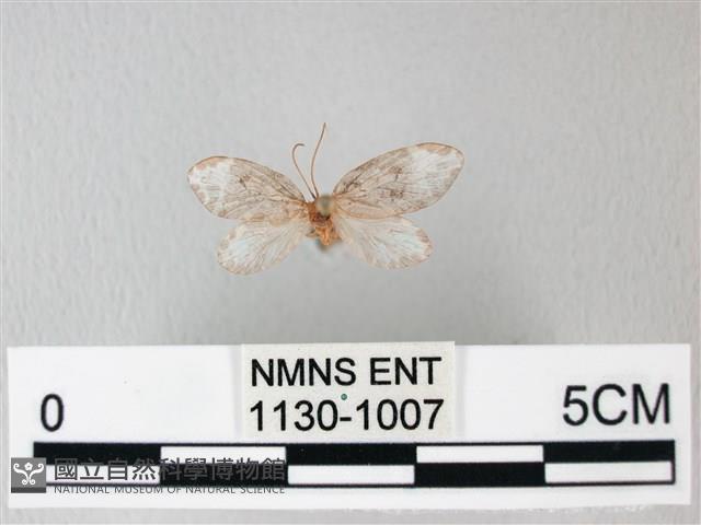 臺灣卵翅蛾藏品圖，第1張