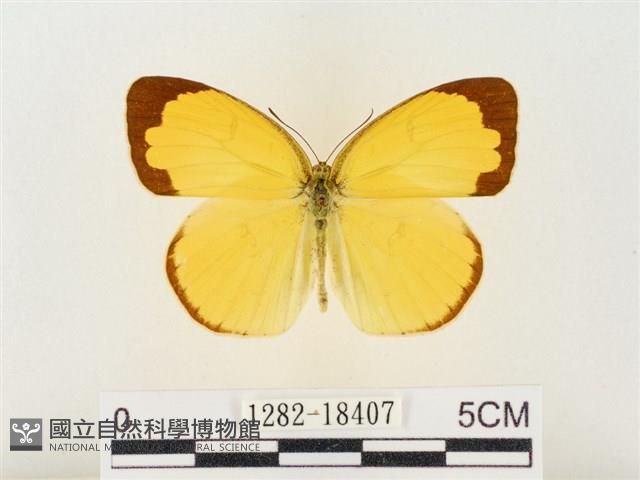 島嶼黃蝶、江崎黃蝶藏品圖，第1張