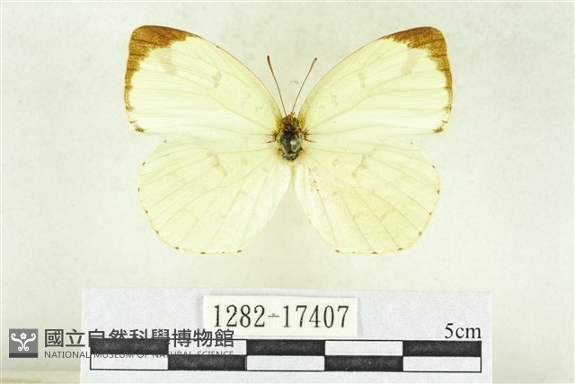 北黃蝶藏品圖，第1張