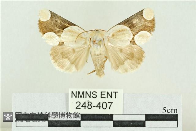 臺灣斑蕊夜蛾藏品圖，第1張