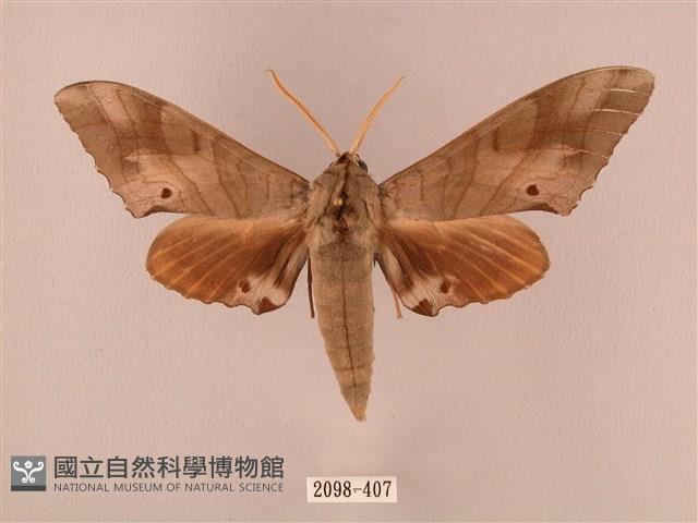 栗六點天蛾藏品圖，第1張