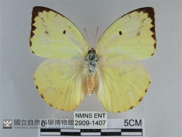 遷粉蝶、淡黃蝶藏品圖，第1張