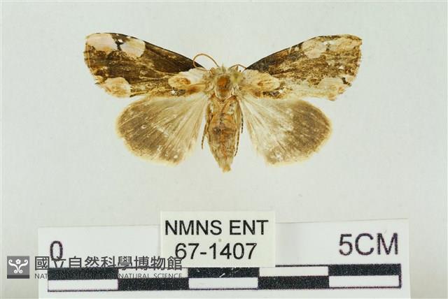 大斑波紋蛾藏品圖，第1張