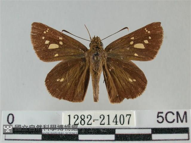 黃紋孔弄蝶藏品圖，第1張