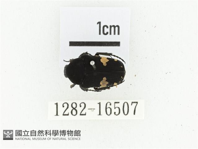 偽橫斑黑花金龜藏品圖，第1張