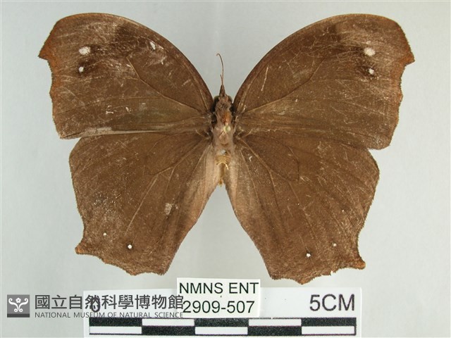 森林暮眼蝶、黑樹蔭蝶藏品圖，第1張