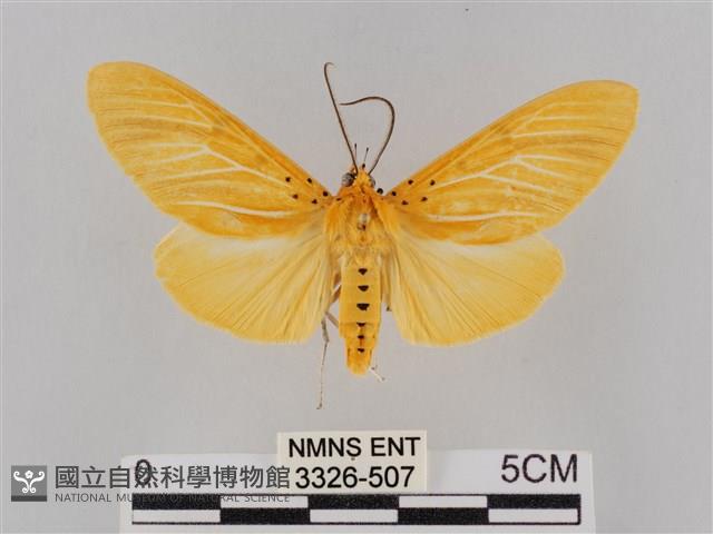 橙擬燈蛾藏品圖，第1張