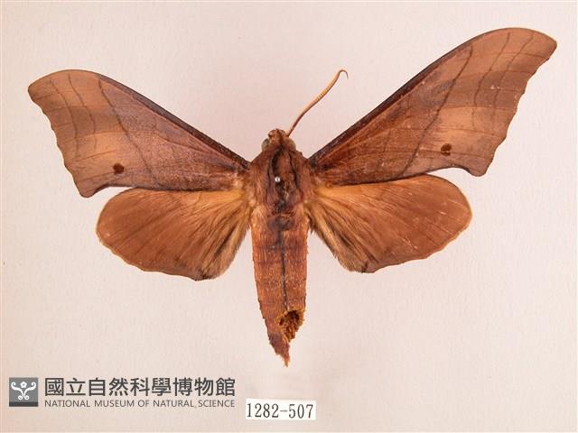 直翅六點天蛾藏品圖，第1張