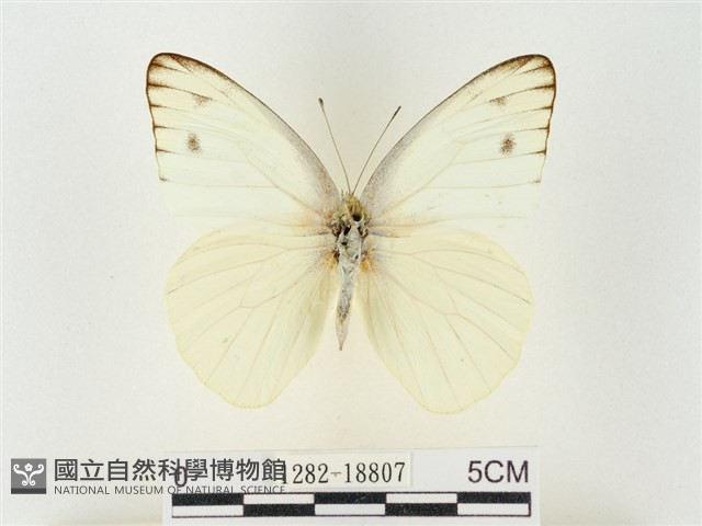 黃尖粉蝶藏品圖，第1張