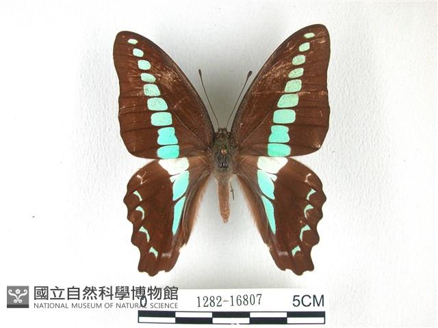青帶鳳蝶藏品圖，第1張