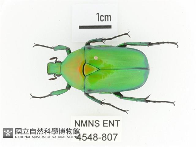 金艷騷金龜藏品圖，第1張
