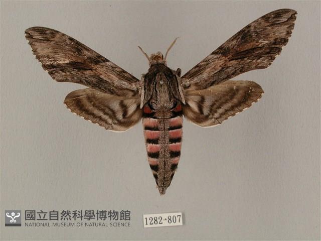 蝦殼天蛾藏品圖，第1張