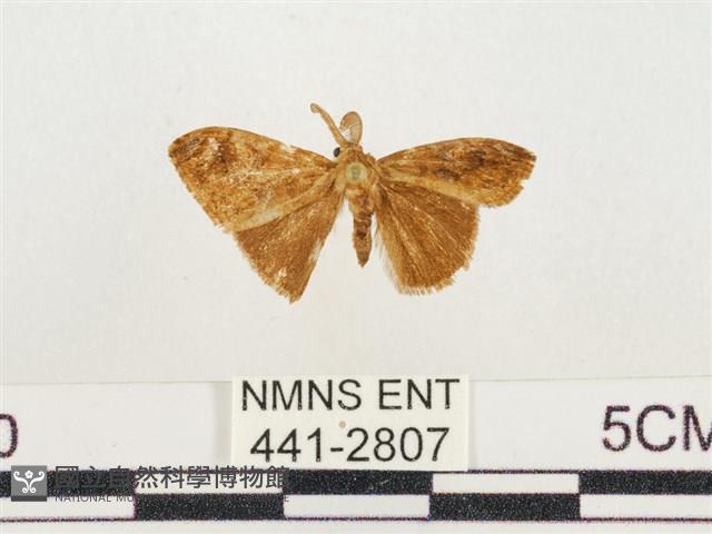 小白紋毒蛾藏品圖，第1張