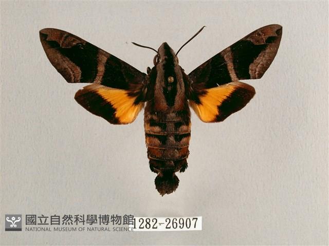 背帶長喙天蛾藏品圖，第1張