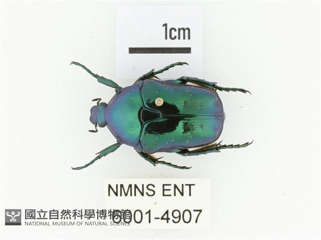 藍艷白點花金龜藏品圖，第1張
