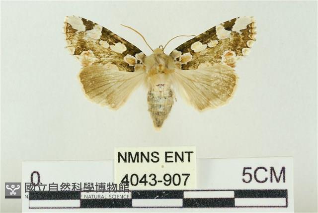 連珠波紋蛾藏品圖，第1張