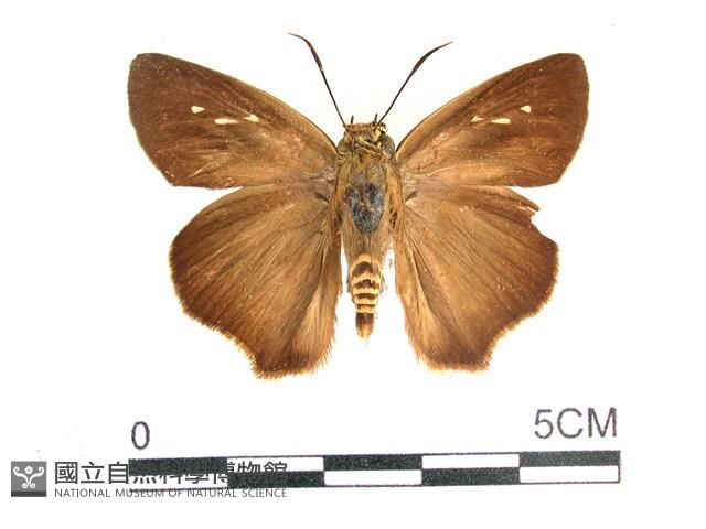 長翅弄蝶藏品圖，第1張