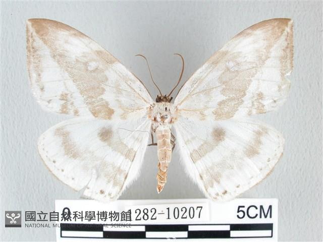 圓翅大鉤蛾藏品圖，第1張