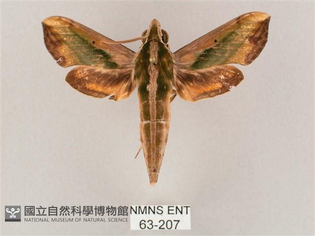 斜綠天蛾藏品圖，第1張