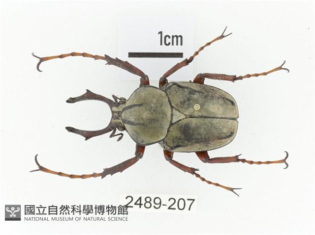 臺灣角金龜藏品圖，第1張