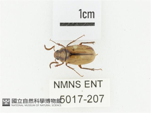 鞍馬山金背金龜藏品圖，第1張