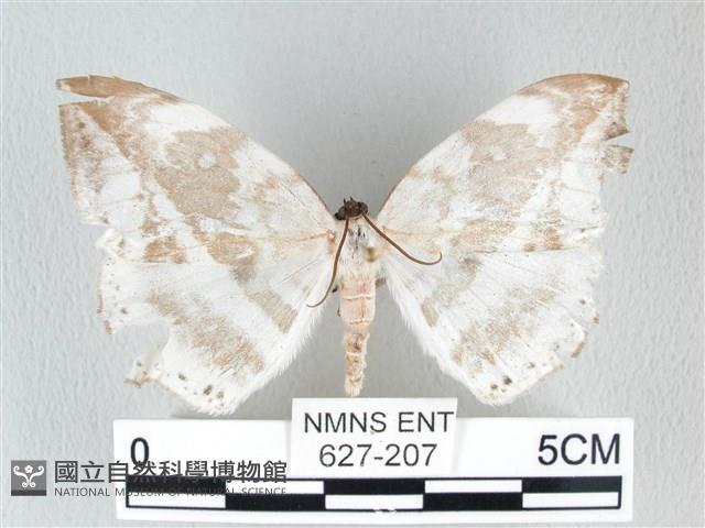 圓翅大鉤蛾藏品圖，第1張