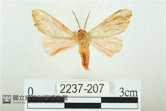 三條橙燈蛾藏品圖，第1張