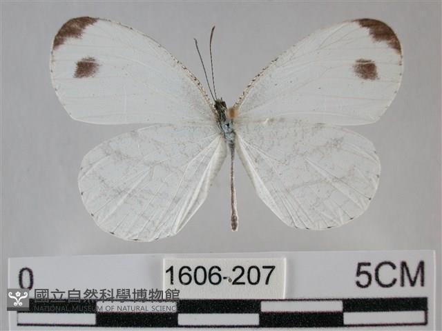 纖粉蝶藏品圖，第1張