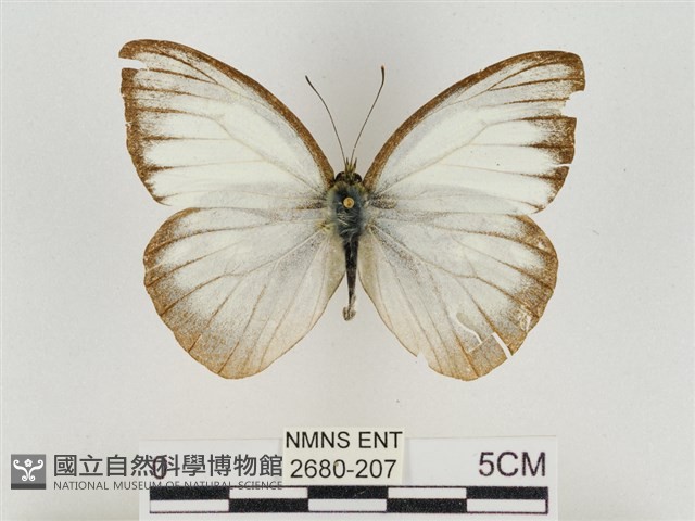 淡褐脈粉蝶藏品圖，第1張