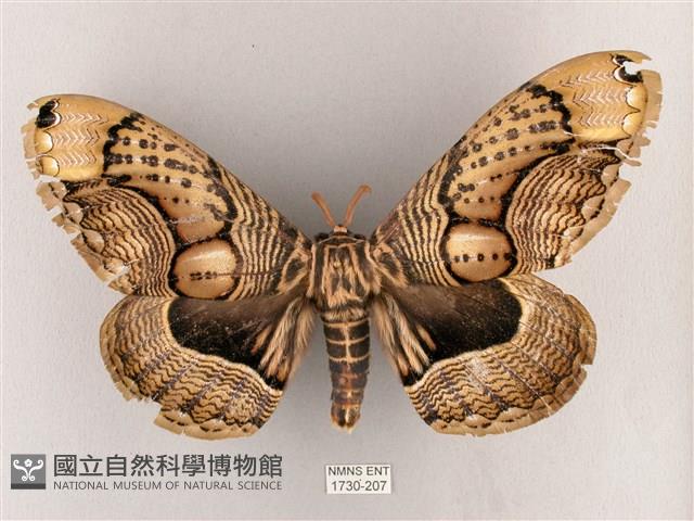 枯球籮紋蛾藏品圖，第1張