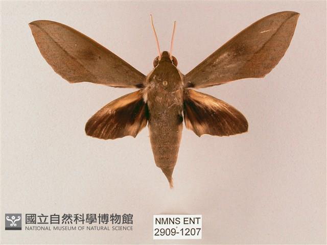 藏斜紋天蛾藏品圖，第1張