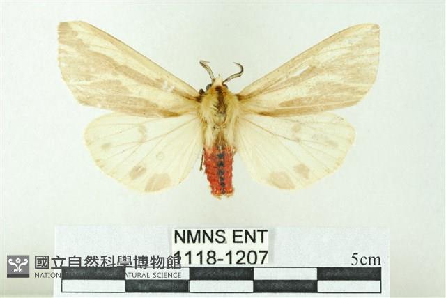 赭新污燈蛾藏品圖，第1張