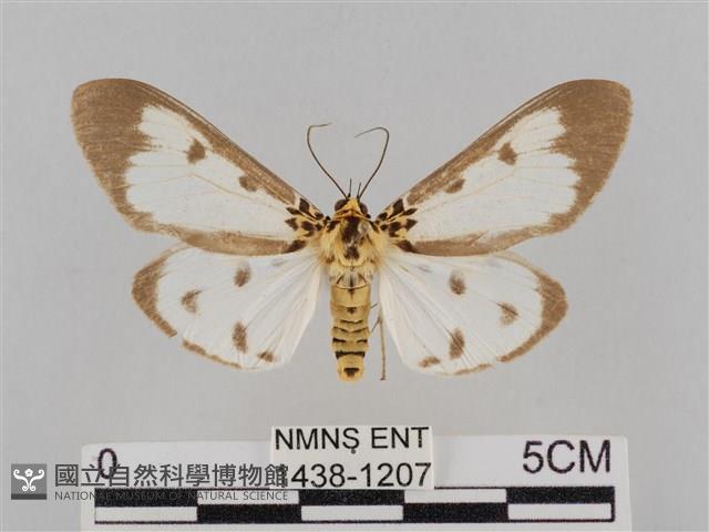 長斑擬燈蛾藏品圖，第1張