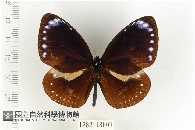 小紫斑蝶藏品圖，第1張