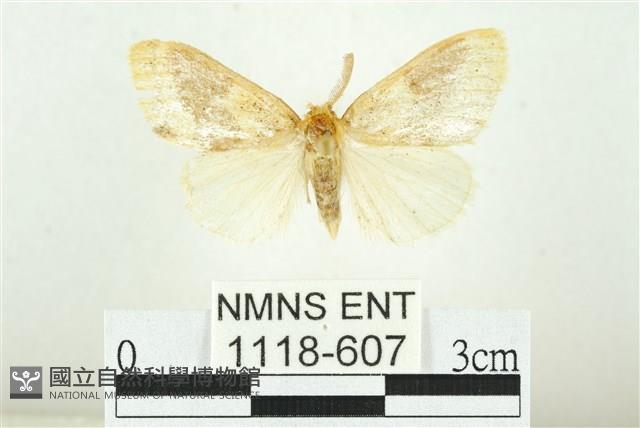 寬紋黃毒蛾藏品圖，第1張