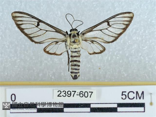 登錄號:002397-00607藏品圖，第1張