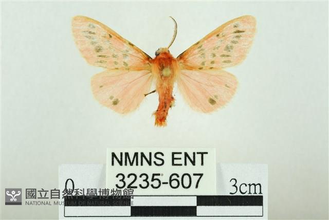 三條橙燈蛾藏品圖，第1張