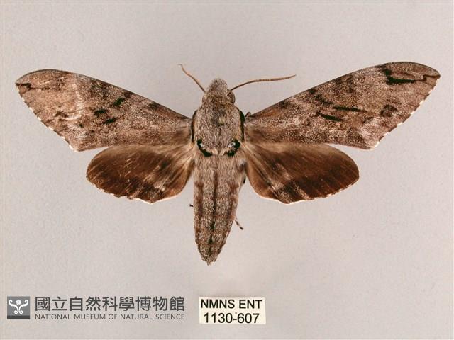 細斜紋霜天蛾藏品圖，第1張