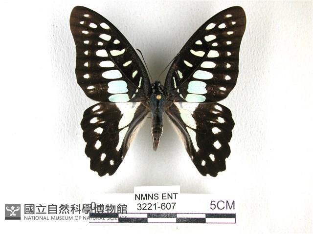 木蘭青鳳蝶藏品圖，第1張
