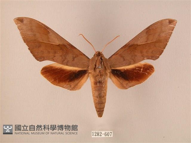 波紋豆天蛾藏品圖，第1張