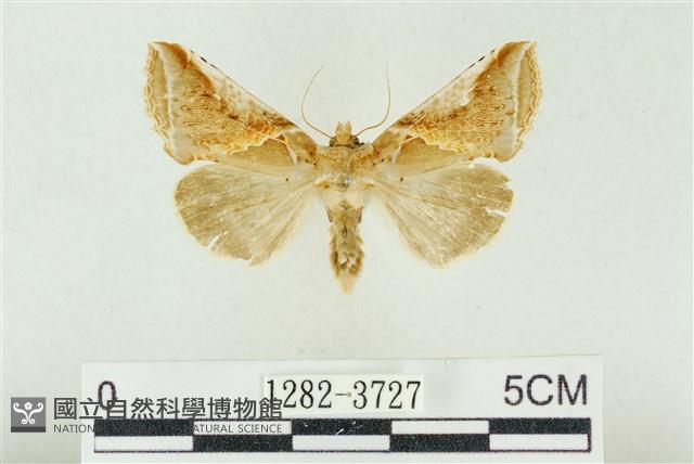 印華波紋蛾藏品圖，第1張