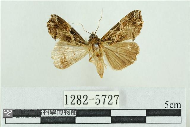 粉紅帶散紋夜蛾藏品圖，第1張