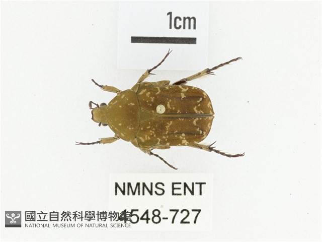 銅點花金龜藏品圖，第1張